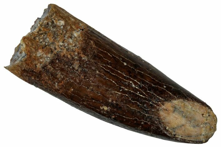 Fossil Sauropod Dinosaur (Titanosaur) Tooth - Morocco #298487
